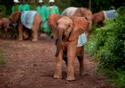 На Шрі-Ланці за 2019 рік померла рекордна кількість слонів