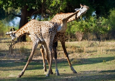  Танго двох жираф: вишукані 