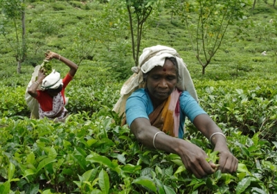 Як прогрес псує якість знаменитого індійського чаю Ассам