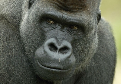 Найбільші у світі горили знаходяться на межі вимирання, - Huffington Post