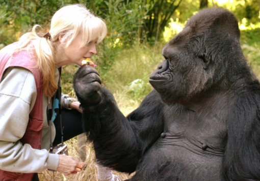 Фото: gorilla-foundation