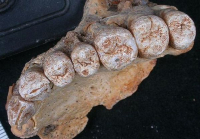 Вчені виявили скам'янілу щелепу, яка змусить переписати історію Homo Sapiens