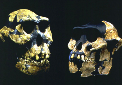 Вчені виявили, що 2,4 млн років тому предки людей вже населяли Північну Африку