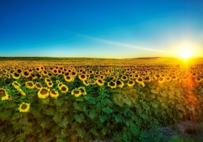 Болгарія заборонила ввіз українського соняшника на 2 місяці