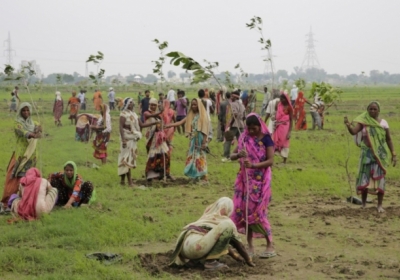 В Індії за добу посадили майже 50 мільйонів дерев