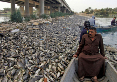 В Іраку вимерли тисячі тонн прісноводного коропа
