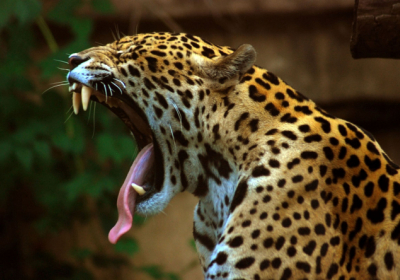 В американском зоопарке ягуар сбежал из клетки и загрыз животных