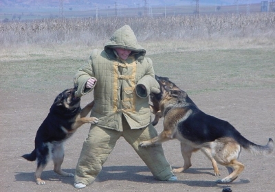 У Полтаві крадії з грошима випадково забігли у кінологічний центр міліції, де якраз тренували собак