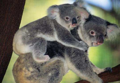 В Австралии научились считать коал с помощью беспилотников