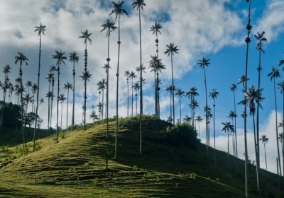 Візитівка Колумбії: Кокора – долина найвищих у світі пальм (фото)