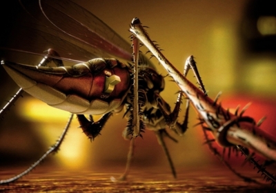 Що буде, якщо перебити усіх комарів?