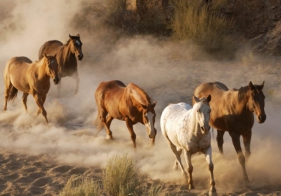 В США хотят убить 45 тыс диких лошадей для расширения пастбищ