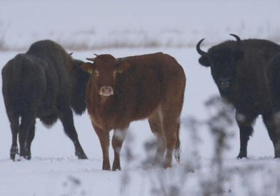 У Польщі корова, яку годували для забою втекла від господаря у ліс до зубрів