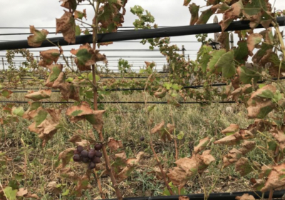 В Крыму кислотные выбросы обожгли виноградники, огороды и деревья, - СМИ