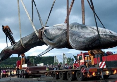Япония решила возобновить охоту на китов, - видео