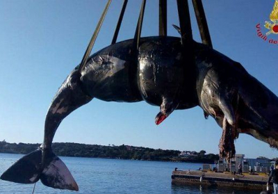 В Италии обнаружили погибшую беременную самку кита, в ее желудке было 22 кг пластика