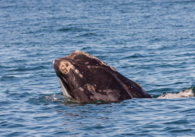 Вчені вперше за два роки виявили дитинча гладкого кита
