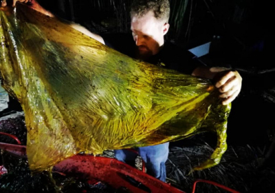 У шлунку мертвого кита знайшли 40 кг пластику
