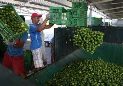 Цены на лимоны упадут в конце сентября