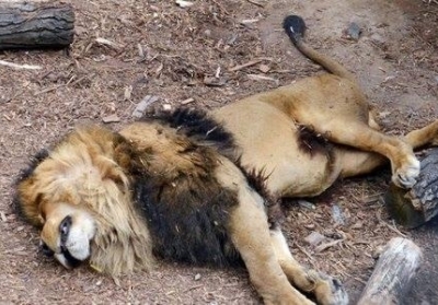 В зоопарке Чили убили львов, спасая самоубийцу, который залез к ним в вольер