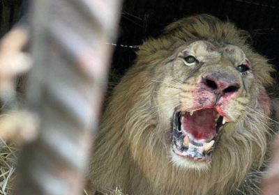 На Київщині під час обстрілів постраждав лев