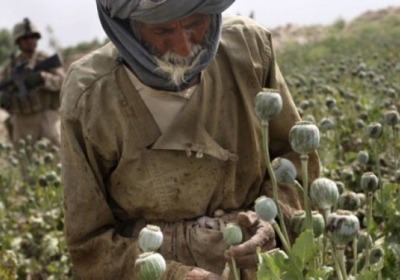 В Афганістані виробництво опіуму скоротилося на третину, - ООН