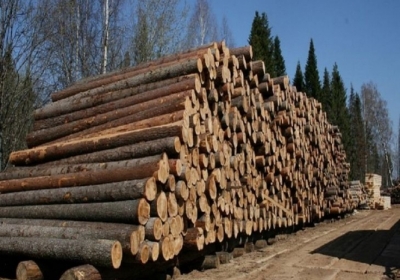 Работники лесного хозяйства на Закарпатье брали взятки за незаконную вырубку деревьев