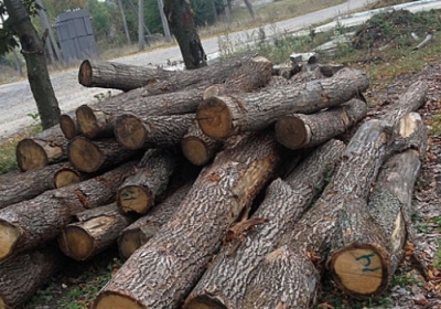 На Тернопольщине чиновник организовал незаконный лесной бизнес