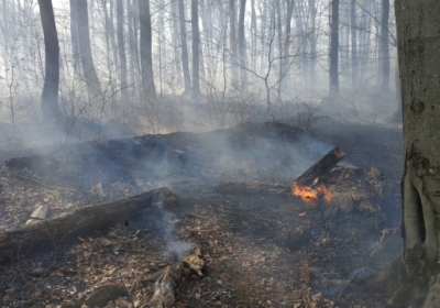 На Закарпатье выгорело 35 гектаров леса, - ФОТО