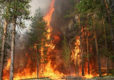 У Чорнобильській зоні горить ліс