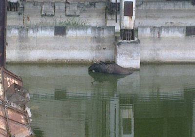 На Чернобыльской АЭС спасли из водоема лося