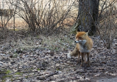 В парке Кременчуга убили лиса, который жил в вольере
