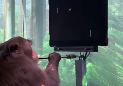Стартап Маска показав відео з мавпою, яку навчили грати у відеоігри силою думки