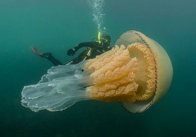 В Великобритании обнаружили медузу размером с человека