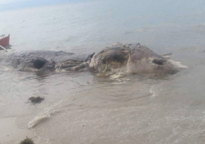На Філіппінах знайшли тіло невідомої гігантської морської істоти