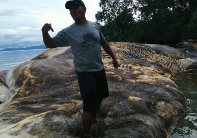 В Індонезії на берег викинуло невідому гігантську істоту, - ВІДЕО