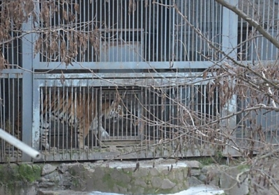 У Миколаєві працівник зоопарку наклав на себе руки, зістрибнувши у вольєр з тиграми, - ВІДЕО