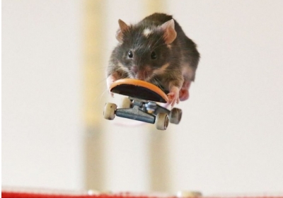 Тварини, що люблять екстрим: миші-скейтбордисти