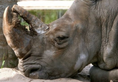 В Київському зоопарку помер найстаріший носоріг у Європі