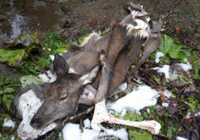 Охранники Карпатского заповедника убили краснокнижного медведя и оленя (+18)