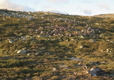 В Норвегии по неизвестной причине погибли 323 оленя