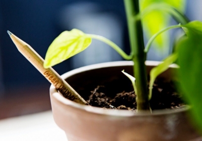 Студенты создали эко-карандаши, из которых можно выращивать растения