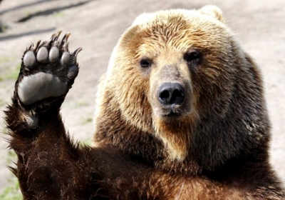 В зоопарке Познаня медведица откопала боевой снаряд