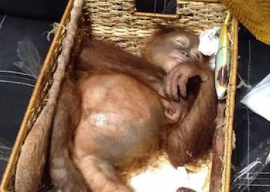 На Бали задержали россиянина, который пытался в багаже ​​вывезти из страны орангутанга