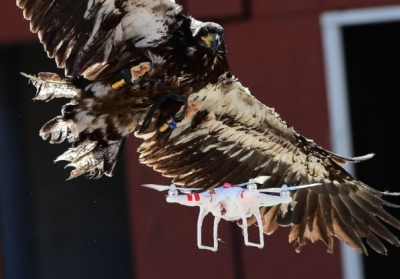 Полиция Нидерландов будет использовать орлов для охоты на дроны, - ВИДЕО