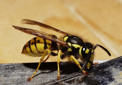 В Германии за убийство осы могут оштрафовать на 65 тыс евро