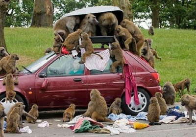 У ПАР люди воюють з мавпами-грабіжниками