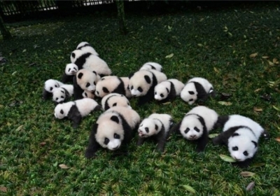 В Китае отмечают рекордное количество новорожденных панд