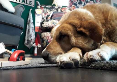 IKEA в Італії дозволила вуличним собакам грітися у магазинах
