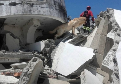 В Эквадоре умер пес-спасатель, который искал людей под завалами